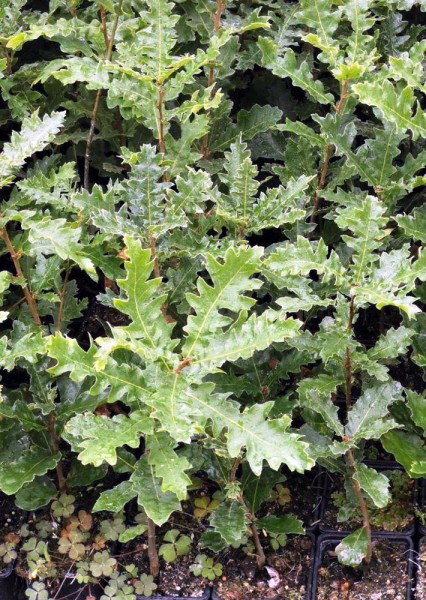 ausverkauft / Zerreiche, Quercus cerris, Jung-Pflanze im Topf 10-20 cm, nicht für forstliche Zwecke