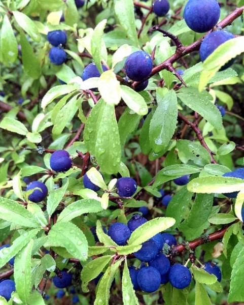 Schlehe Jung-Pflanzen Prunus spinosa im Topf 20-40+ cm