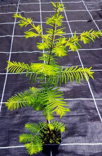 Urweltmammutbaum Metasequoia glyptostroboides imTopf 40-60 cm