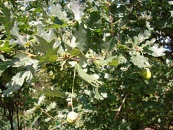 Traubeneiche Quercus petraea Jung-Pflanze 20-40 cm Topf